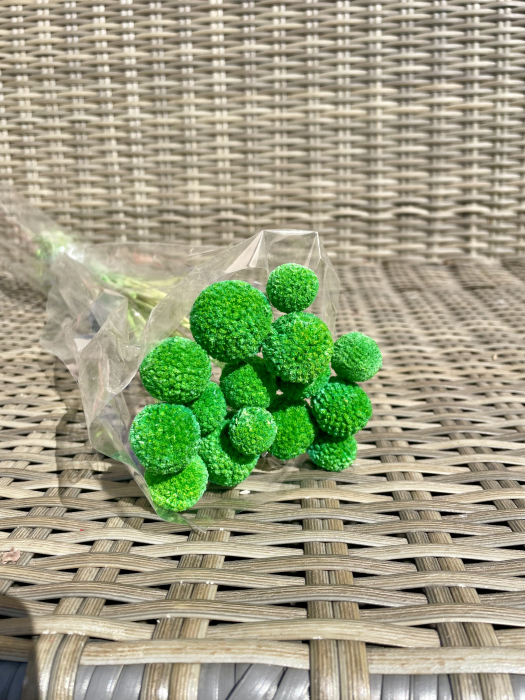 Craspedia verde [1]