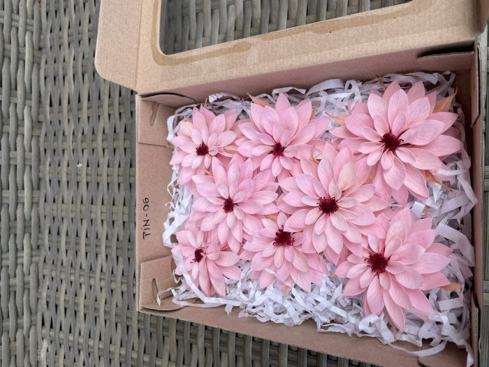 DALIA PIN-06 [1]