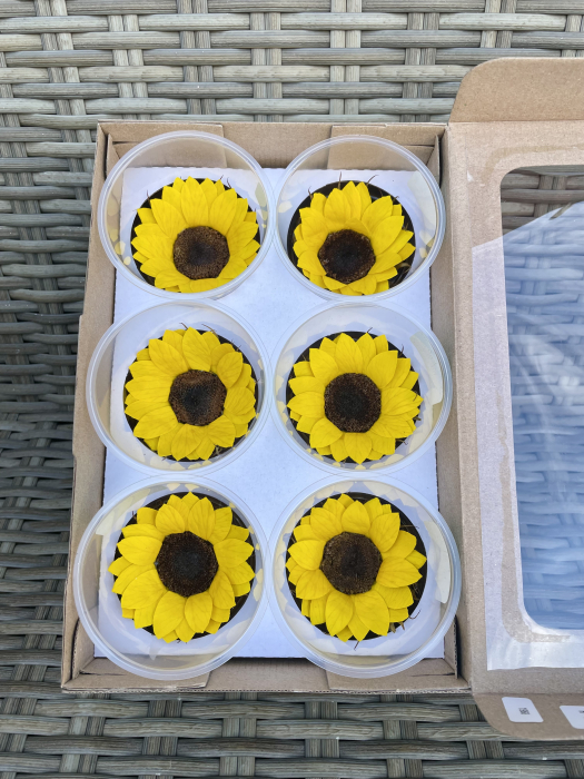Floarea Soarelui criogenata, Galbena XL [2]