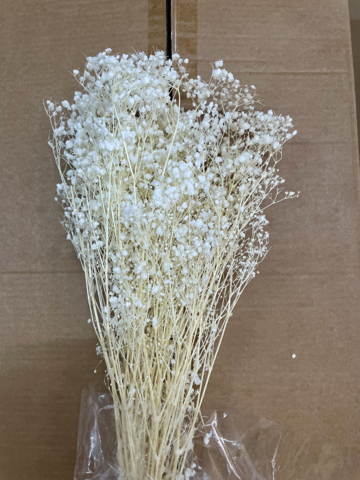 GYPSHOPHILA ALBA EXTRA [1]