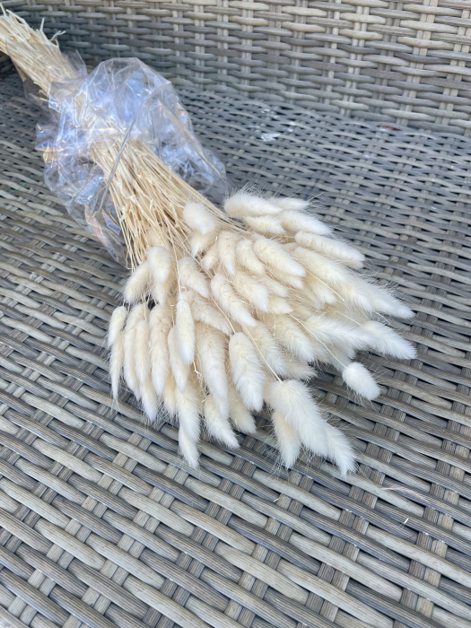 Lagurus crem [1]