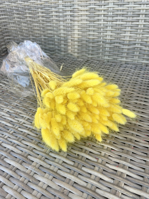 Lagurus galben [1]