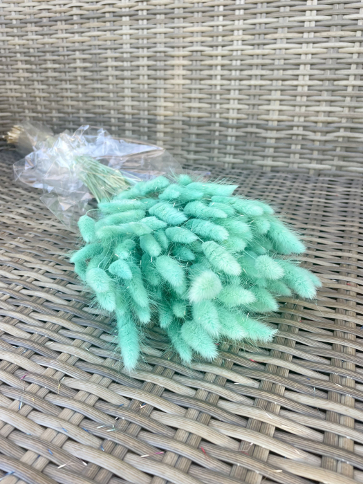 Lagurus turcoaz [1]