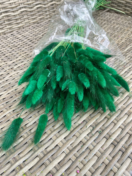 Lagurus verde bandiera [1]
