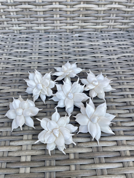 Lotus Shola 7 capete [1]