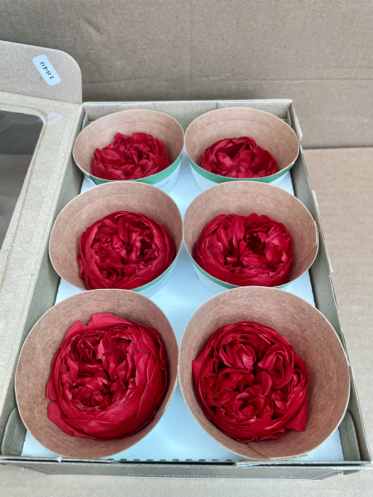 Bujori NK RED-02 [1]