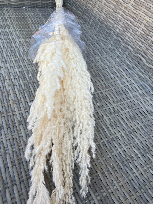 Pampas ERYANTHUS Ivoire [2]