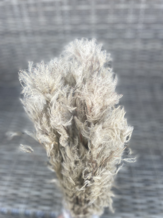 Pampas pluminha natur [3]