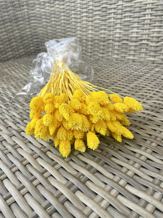 Phalaris galben [1]