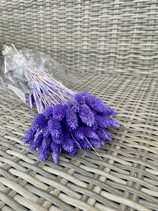 Phalaris lavanda [1]