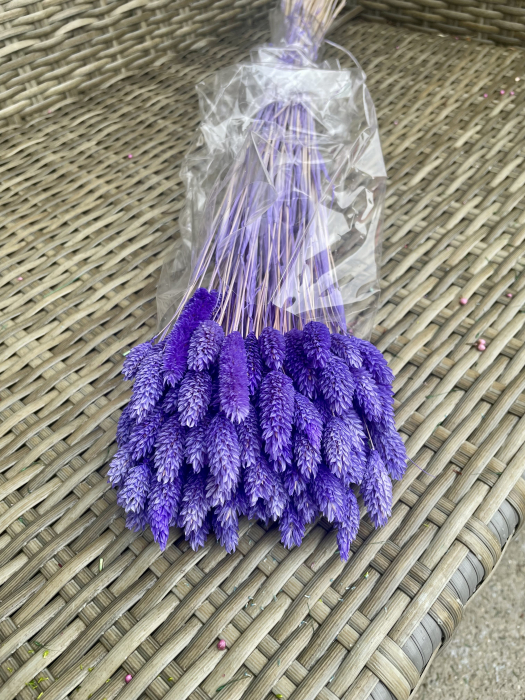Phalaris milka chiaro [1]