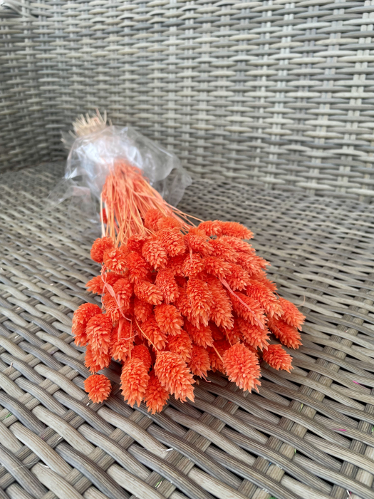 Phalaris orange [1]