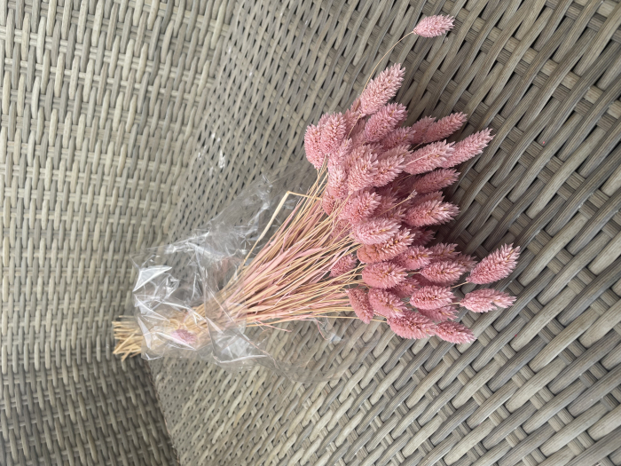 Phalaris roz-prafuit [1]
