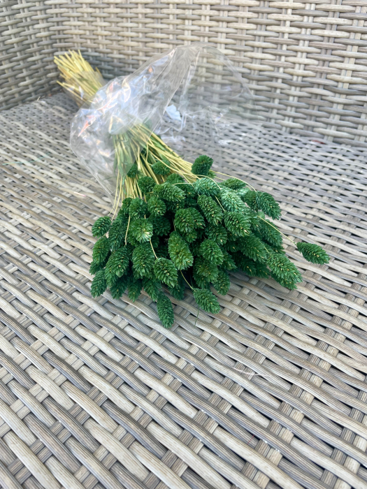 Phalaris verde inchis [1]