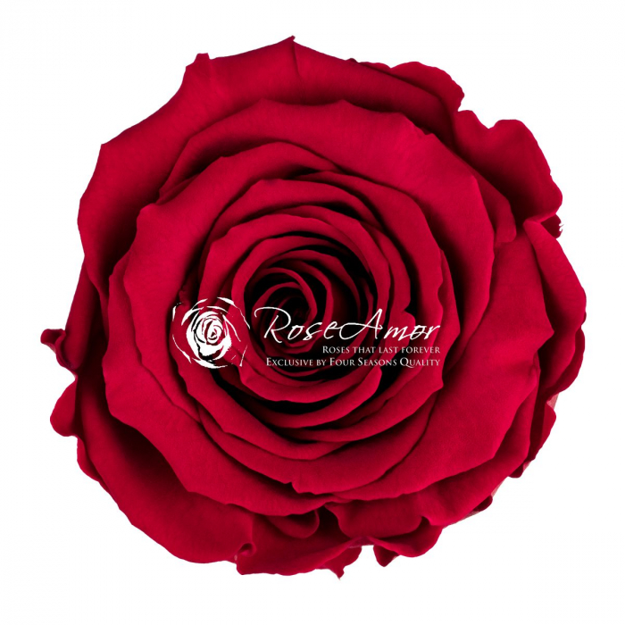 PIN-02,marime LL+ [2]