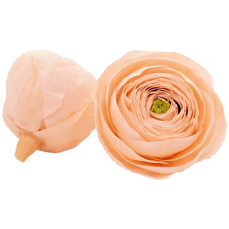RANUNCULUS PEA-89 [1]