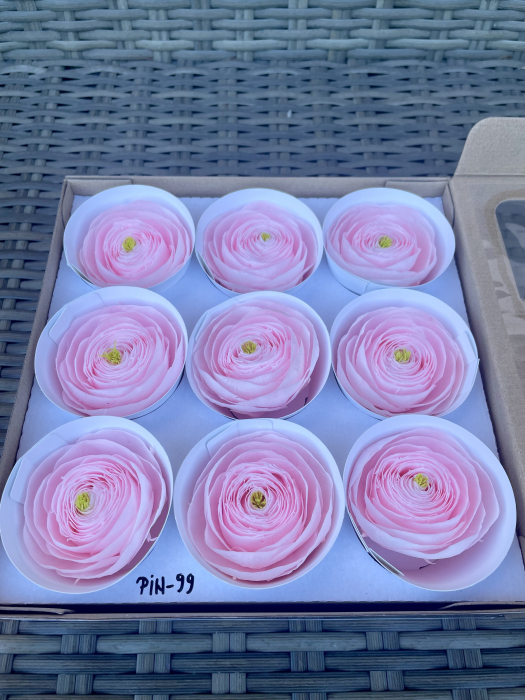 RANUNCULUS PIN-99 [1]