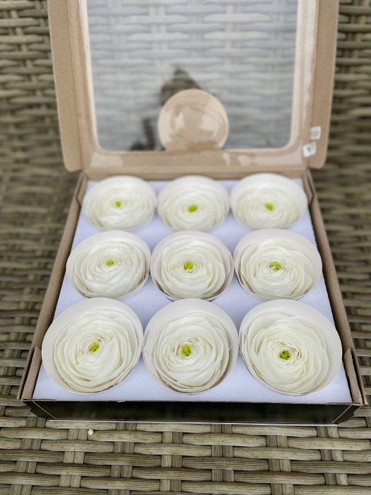RANUNCULUS WHI-01 [2]