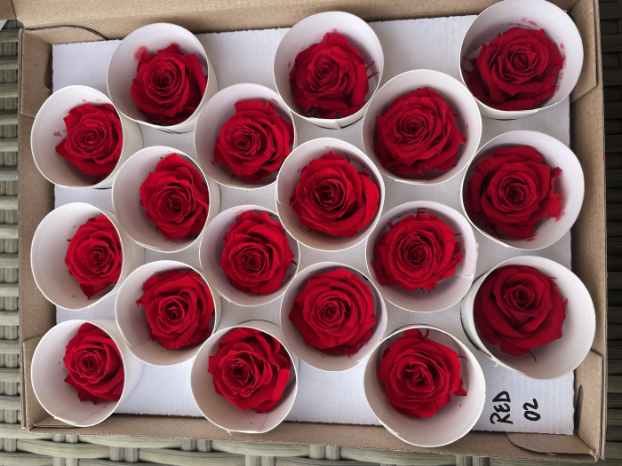 RED-02, marime XS [1]
