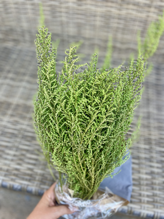 Stoebe Verde, criogenat [2]