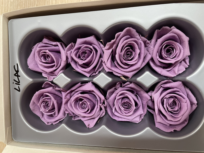 Trandafir Medium Lilac [1]