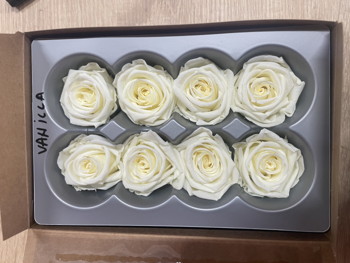 Trandafir Medium Vanilla Cream [1]
