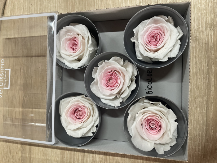 Trandafir Queen Bicolor [1]