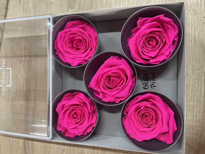 Trandafir Queen Bright Pink [1]