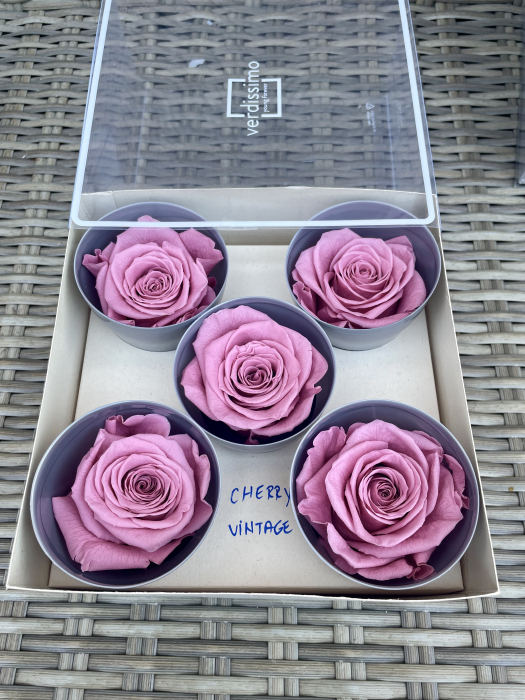 Trandafir Queen Cherry Vintage [1]
