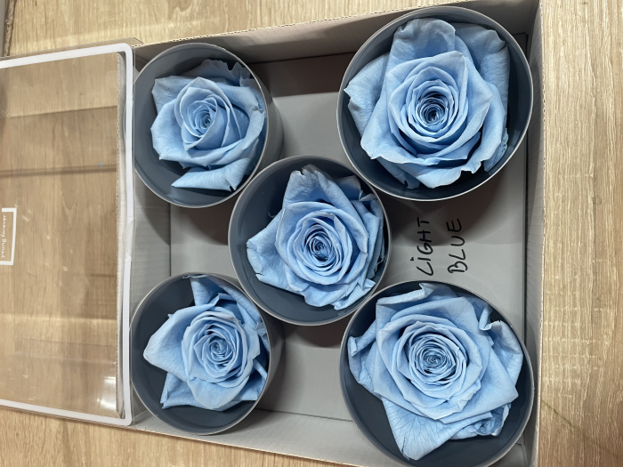 Trandafir Queen Light Blue [1]
