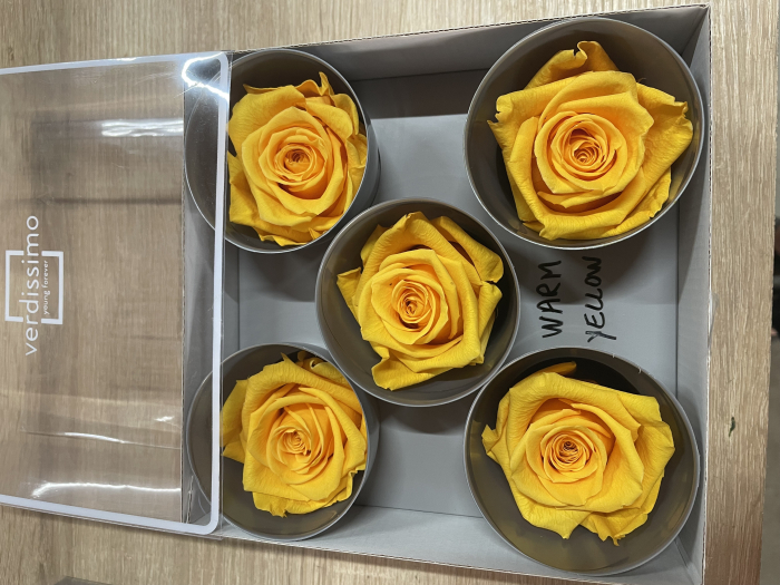 Trandafir Queen Warm Yellow [1]
