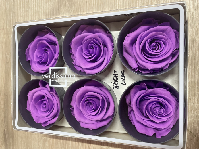 Trandafir Standard Bright Lilac [1]