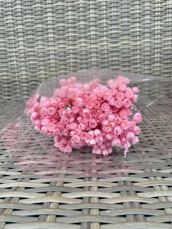 Helichrysum - Helichrysum italicum roz