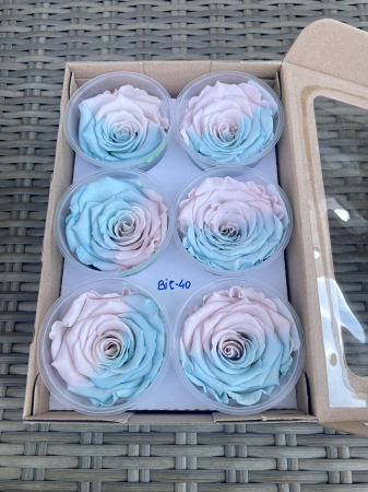 TRANDAFIRI CRIOGENATI-ROSEAMOR - BIC-40