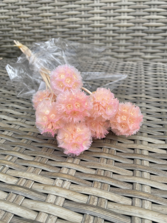 Scabiosa stelata - Scabiosa light pink