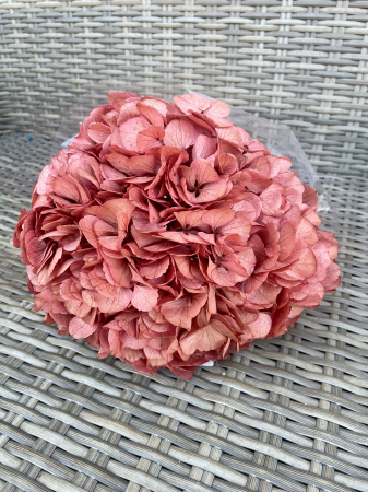 HORTENSIE CRIOGENATA&STABILIZATA - Hortensie Pin-09