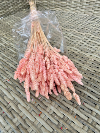 Paleone - Paleone rosa chiaro
