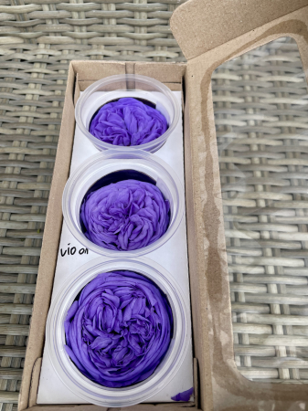 TRANDAFIRI DE GRADINA - TRANDAFIR KAB VIO-01