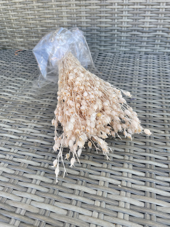 Flori si plante uscate - Silene uscat crem