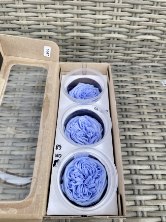 TRANDAFIRI DE GRADINA - TRANDAFIR KAB VIO-89