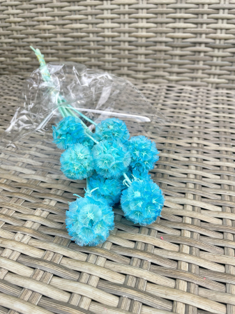 Scabiosa stelata - Scabiosa baby blue