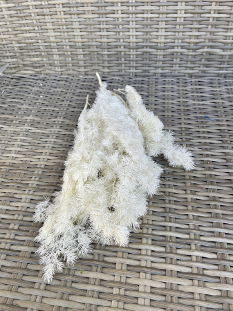 Asparagus - Asparagus ming alb