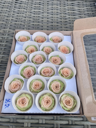 Dimensiune XS - BIC-57, Marime XS