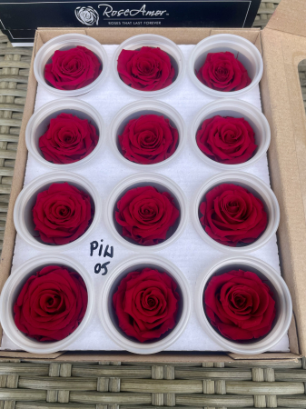 TRANDAFIRI CRIOGENATI-ROSEAMOR - PIN-05, Marime S