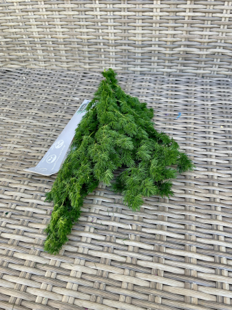 Asparagus - Asparagus ming verde