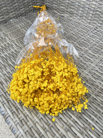 Gypsophila - Gypsophila galbena