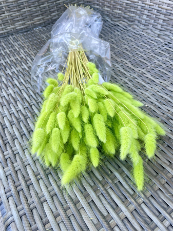 Lagurus - Lagurus verde chiaro