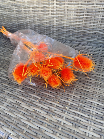 Cardi Palustri - Cardi palustri vopsit portocaliu