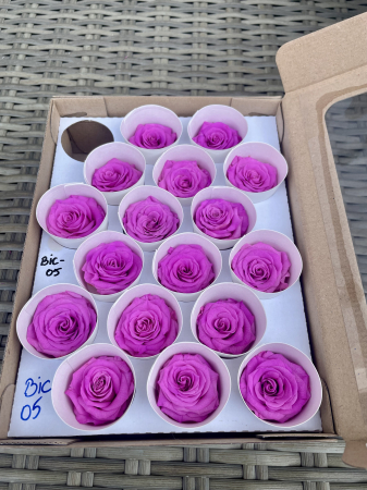 TRANDAFIRI CRIOGENATI-ROSEAMOR - BIC-05, Marime XS