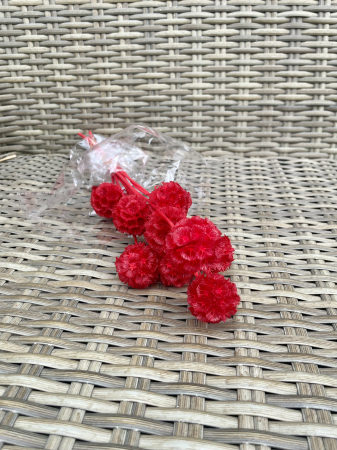 Scabiosa stelata - Scabiosa rosie